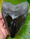Megalodon Shark Tooth Over 5 In. Real Fossil Serrated No Restoration