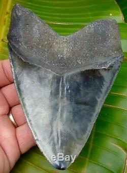 Megalodon Shark Tooth OVER 5 in. REAL FOSSIL SERRATED NO RESTORATION