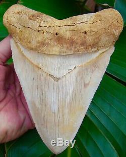 Megalodon Shark Tooth OVER 6 & 1/2 in. BEST MEG ON EBAY! OVER 5 in. WIDE