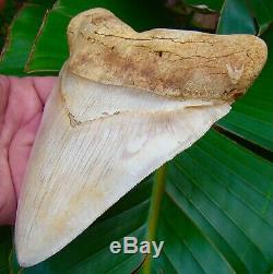 Megalodon Shark Tooth OVER 6 & 1/2 in. BEST MEG ON EBAY! OVER 5 in. WIDE