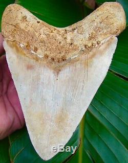 Megalodon Shark Tooth OVER 6 & 1/2 in. BEST MEG ON EBAY! OVER 5 in. WIDE