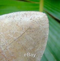 Megalodon Shark Tooth OVER 6 & 1/2 in. BEST MEG ON EBAY! OVER 5 in. WIDE