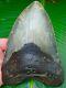 Megalodon Shark Tooth Over 6 & 1/8 Huge Size Real Fossil No Restorations