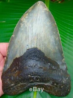 Megalodon Shark Tooth OVER 6 & 1/8 HUGE SIZE REAL FOSSIL NO RESTORATIONS