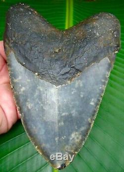 Megalodon Shark Tooth OVER 6 & 1/8 HUGE SIZE REAL FOSSIL NO RESTORATIONS