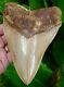 Megalodon Shark Tooth Over 6 & 1/8 Stealth Fighter Real Fossil Natural