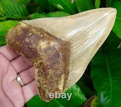 Megalodon Shark Tooth OVER 6 & 1/8 STEALTH FIGHTER REAL FOSSIl NATURAL