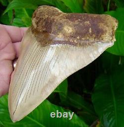 Megalodon Shark Tooth OVER 6 & 1/8 STEALTH FIGHTER REAL FOSSIl NATURAL