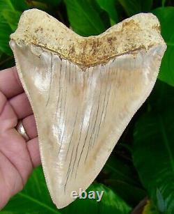 Megalodon Shark Tooth OVER 6 & 1/8 STEALTH FIGHTER REAL FOSSIl NATURAL