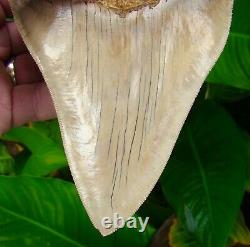 Megalodon Shark Tooth OVER 6 & 1/8 STEALTH FIGHTER REAL FOSSIl NATURAL