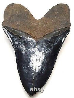 Megalodon Shark Tooth OVER 6 & 1/8 in. REAL FOSSIL NO RESTORATION