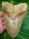 Megalodon Shark Tooth Over 6 & 3/16 Killer Quality Indonesian No Resto