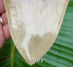 Megalodon Shark Tooth OVER 6 & 3/16 KILLER QUALITY INDONESIAN NO RESTO