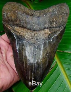 Megalodon Shark Tooth OVER 6 & 7/16 in. SERRATED REAL FOSSIL NO RESTO