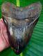 Megalodon Shark Tooth Over 6 & 7/16 In. Serrated Real Fossil No Resto