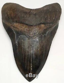 Megalodon Shark Tooth OVER 6 & 7/16 in. SERRATED REAL FOSSIL NO RESTO