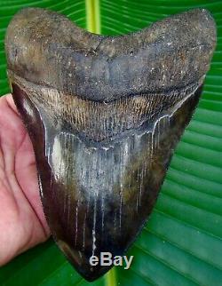 Megalodon Shark Tooth OVER 6 & 7/16 in. SERRATED REAL FOSSIL NO RESTO