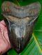 Megalodon Shark Tooth Over 6 & 7/16 In. Serrated Real Fossil No Resto