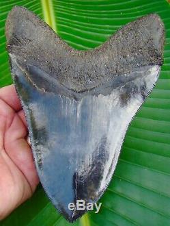 Megalodon Shark Tooth OVER 6 & 7/16 in. SERRATED REAL FOSSIL NO RESTO