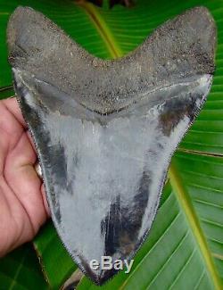 Megalodon Shark Tooth OVER 6 & 7/16 in. SERRATED REAL FOSSIL NO RESTO