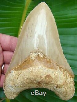 Megalodon Shark Tooth OVER 6 in. KILLER QUALITY INDONESIAN NO RESTORATION