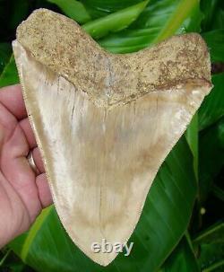 Megalodon Shark Tooth OVER 6 in. KILLER QUALITY REAL FOSSIL NO RESTO