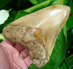 Megalodon Shark Tooth OVER 6 in. KILLER QUALITY REAL FOSSIL NO RESTO
