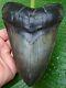 Megalodon Shark Tooth Over 6 In. Not Fake Real Fossil No Restorations