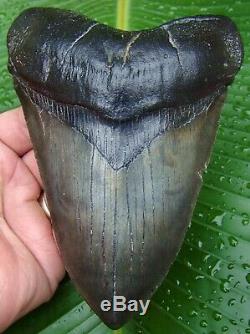 Megalodon Shark Tooth OVER 6 in. NOT FAKE REAL FOSSIL NO RESTORATIONS