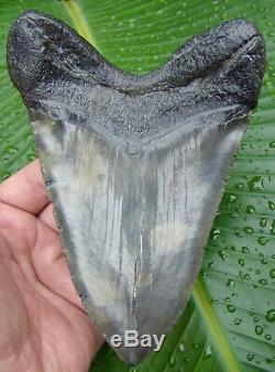 Megalodon Shark Tooth OVER 6 in. NOT FAKE REAL FOSSIL NO RESTORATIONS