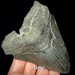 Megalodon Shark Tooth (Otodus megalodon) 4.48 Real Fossil Shark Teeth