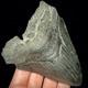 Megalodon Shark Tooth (otodus Megalodon) 4.48 Real Fossil Shark Teeth