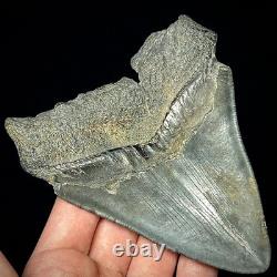 Megalodon Shark Tooth (Otodus megalodon) 4.48 Real Fossil Shark Teeth