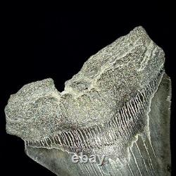 Megalodon Shark Tooth (Otodus megalodon) 4.48 Real Fossil Shark Teeth