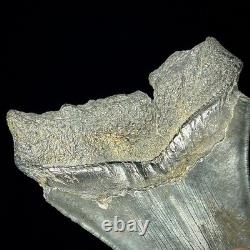 Megalodon Shark Tooth (Otodus megalodon) 4.48 Real Fossil Shark Teeth
