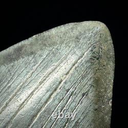 Megalodon Shark Tooth (Otodus megalodon) 4.48 Real Fossil Shark Teeth