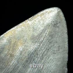 Megalodon Shark Tooth (Otodus megalodon) 4.48 Real Fossil Shark Teeth