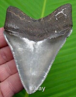 Megalodon Shark Tooth Over 3 & 13/16 Sharks Teeth Megladone Fossil Jaw