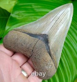 Megalodon Shark Tooth Over 4 & 13/16 Killer Quality Georgia River Meg