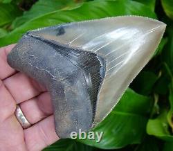 Megalodon Shark Tooth Over 4 & 1/2 World Class Quality 100% Natural