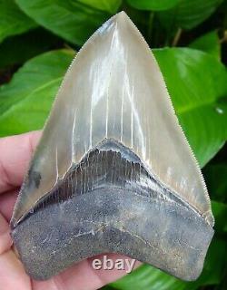 Megalodon Shark Tooth Over 4 & 1/2 World Class Quality 100% Natural