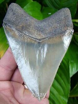 Megalodon Shark Tooth Over 4 & 1/2 World Class Quality 100% Natural