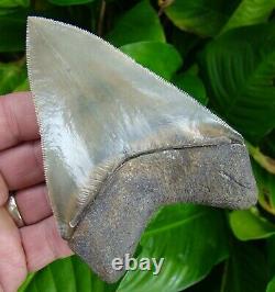 Megalodon Shark Tooth Over 4 & 1/2 World Class Quality 100% Natural