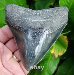 Megalodon Shark Tooth Over 4 & 1/8 Georgia Meg Real Natural = Sydni