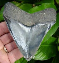 Megalodon Shark Tooth Over 4 & 1/8 Georgia Meg Real Natural = Sydni