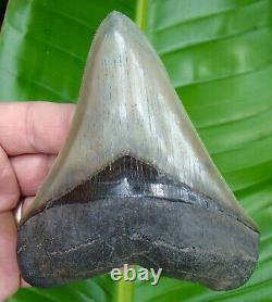 Megalodon Shark Tooth Over 4 & 3/4 World Class Quality 100% Natural