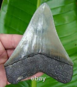 Megalodon Shark Tooth Over 4 & 3/4 World Class Quality 100% Natural