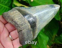 Megalodon Shark Tooth Over 4 & 7/8 Serrated Real Fossil No Restorations
