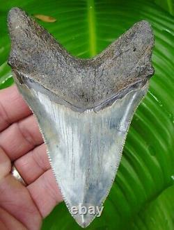 Megalodon Shark Tooth Over 4 & 7/8 Serrated Real Fossil No Restorations