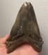 Megalodon Shark Tooth Pathological Split-tip Ultra Rare 5.5 All Natural